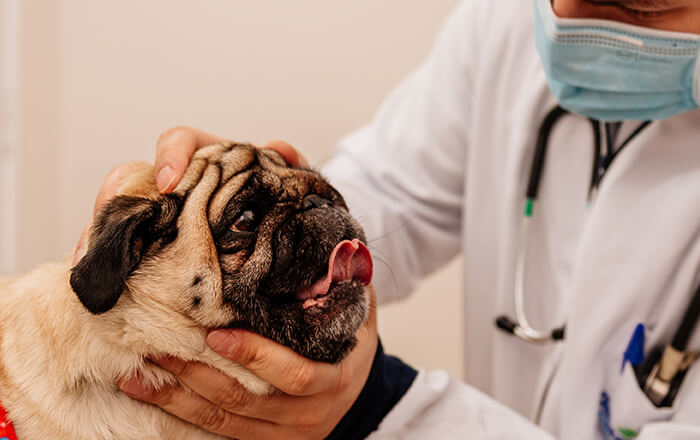 Veterinário tratano um cachorro