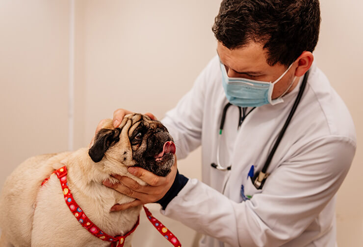 Veterinária tratando um pug